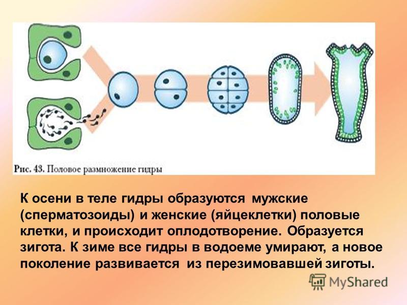 Kraken даркнет рынок